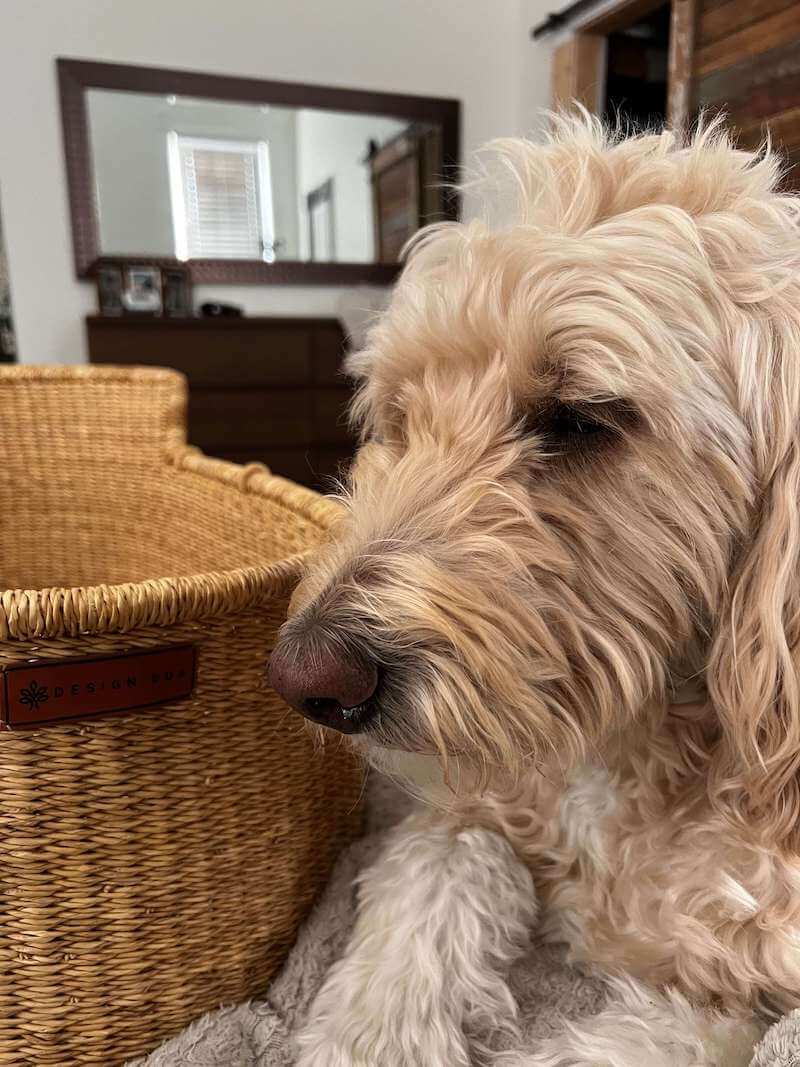 Our dog next to the bassinet